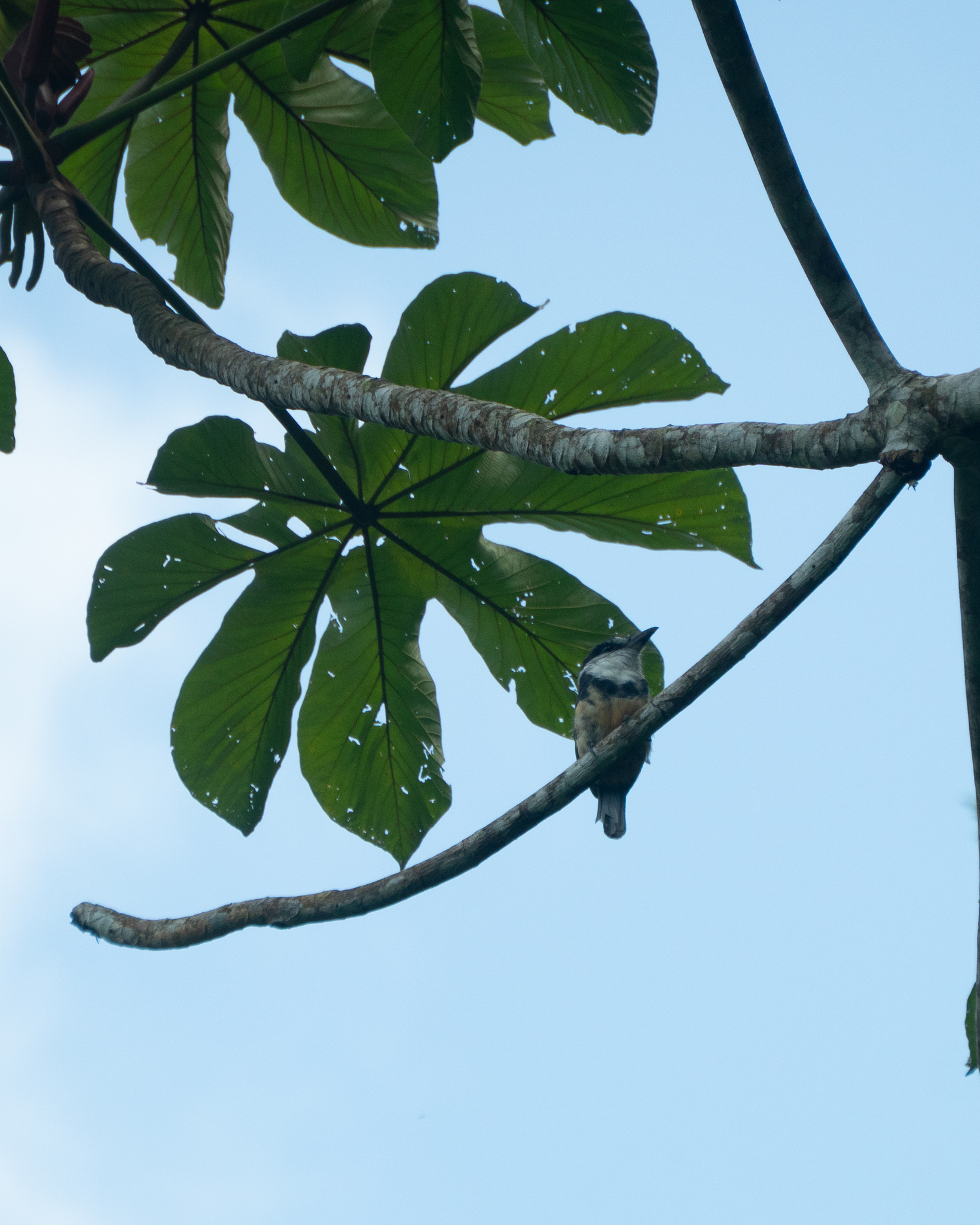 Buff-bellied Puffbird (Notharchus swainsoni), photo 1