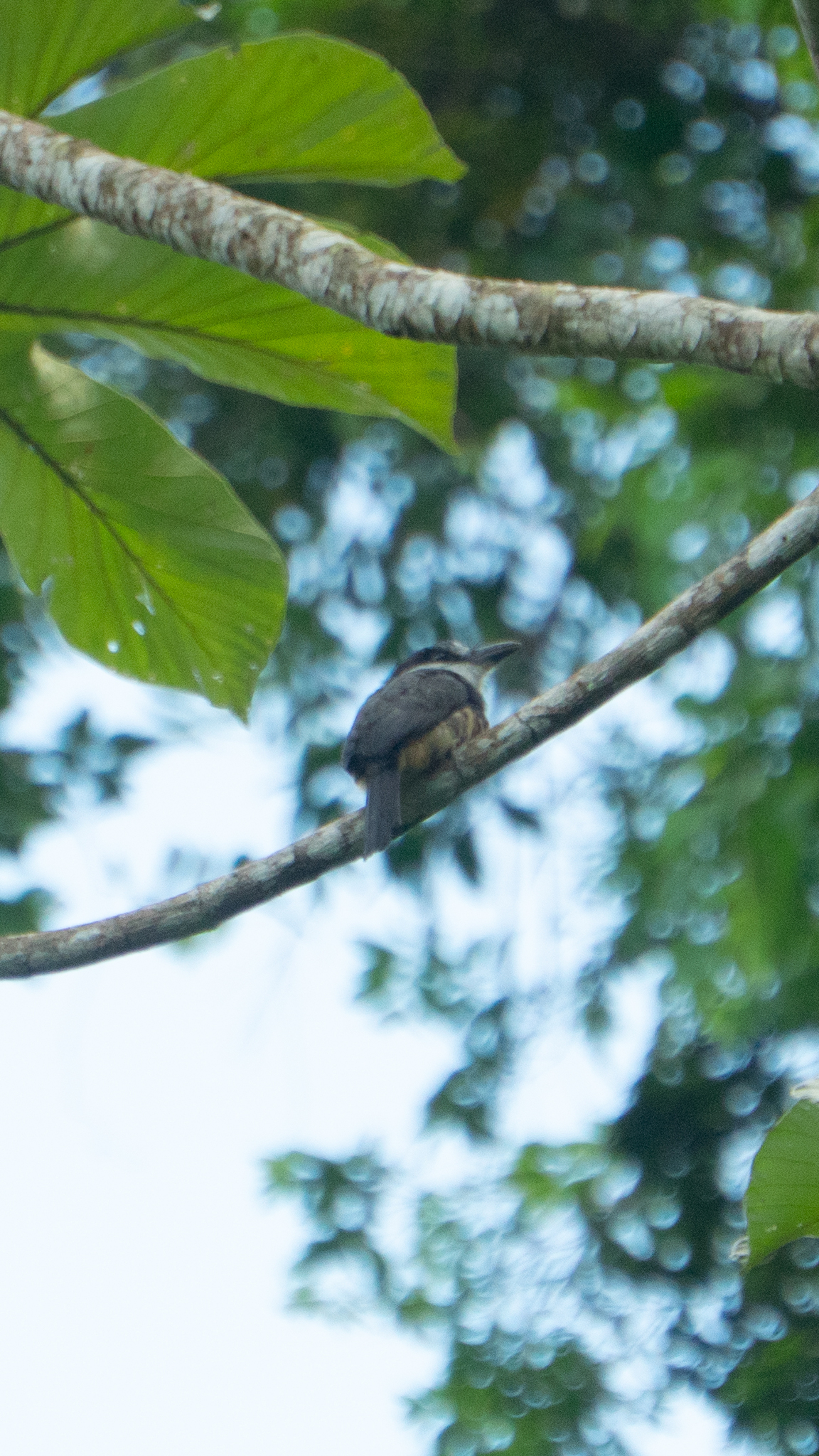 Buff-bellied Puffbird (Notharchus swainsoni), photo 2