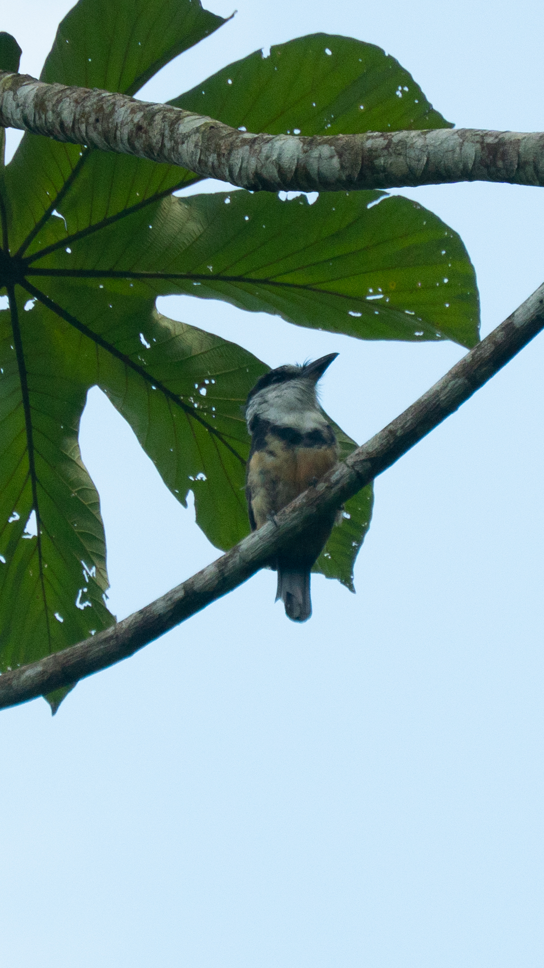 Buff-bellied Puffbird (Notharchus swainsoni), photo 9