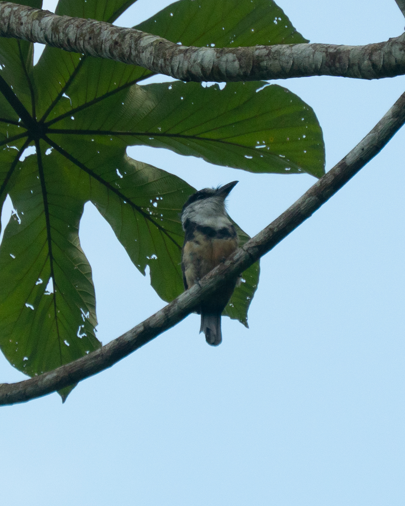 Buff-bellied Puffbird (Notharchus swainsoni), photo 10