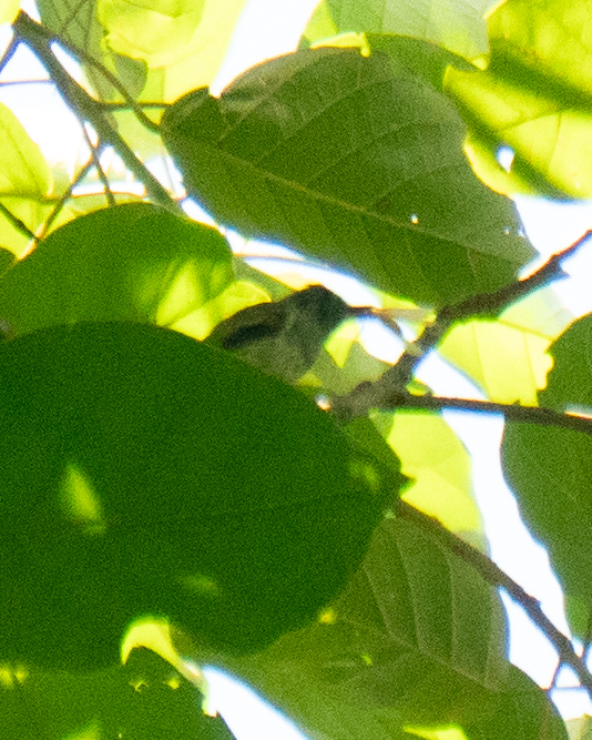 Sepia-capped Flycatcher (Leptopogon amaurocephalus), photo 3