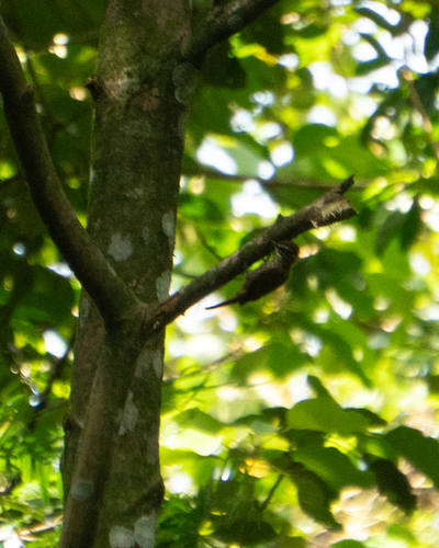 Streaked Xenops (Xenops rutilans), photo 3