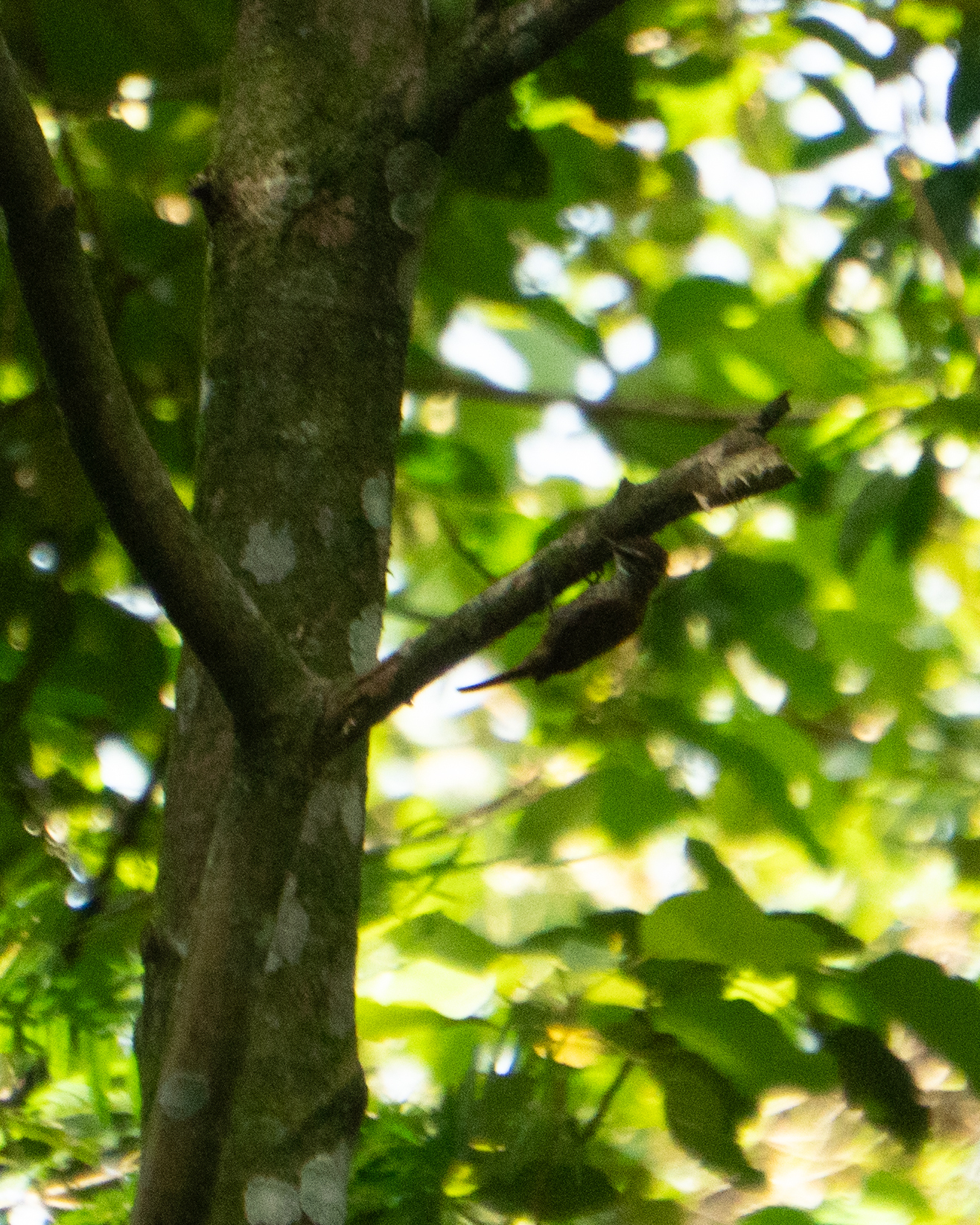 Streaked Xenops (Xenops rutilans), photo 3
