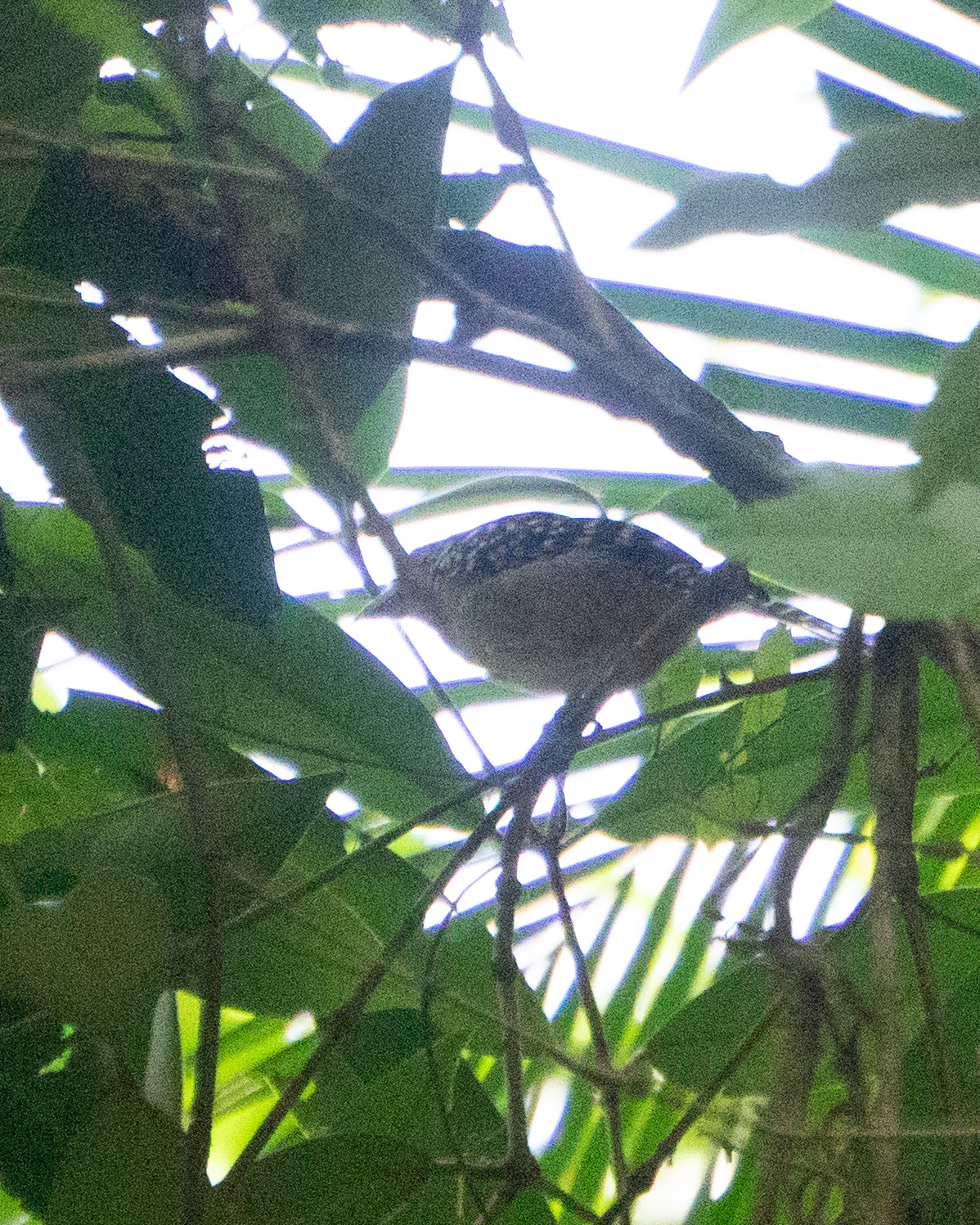 Spot-backed Antshrike (Hypoedaleus guttatus), photo 2