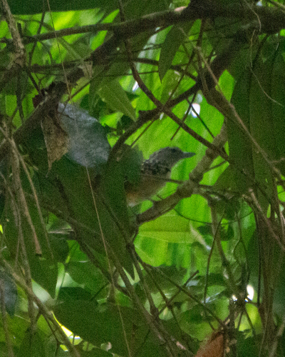Spot-backed Antshrike (Hypoedaleus guttatus), photo 4