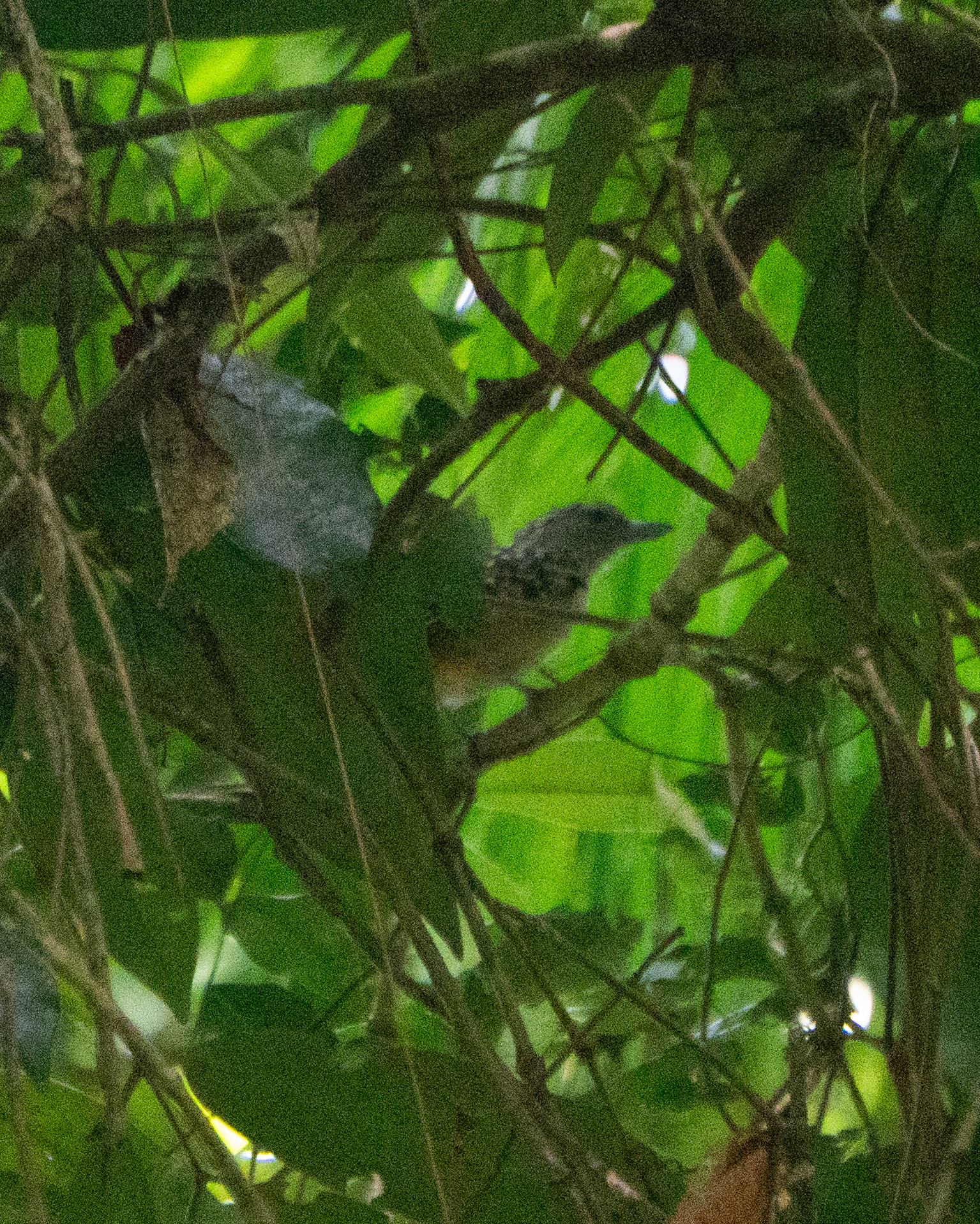Spot-backed Antshrike (Hypoedaleus guttatus), photo 3