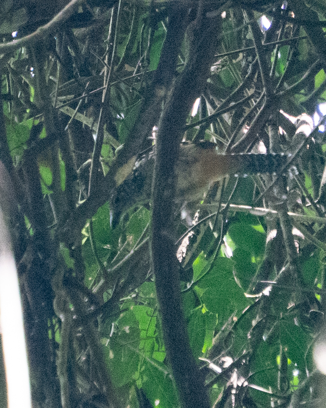 Spot-backed Antshrike (Hypoedaleus guttatus), photo 4