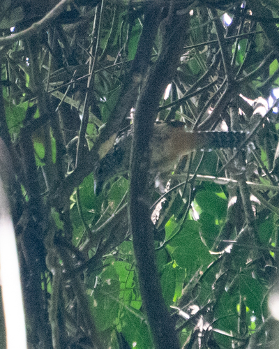 Spot-backed Antshrike (Hypoedaleus guttatus), photo 6