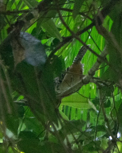 Spot-backed Antshrike (Hypoedaleus guttatus), photo 7