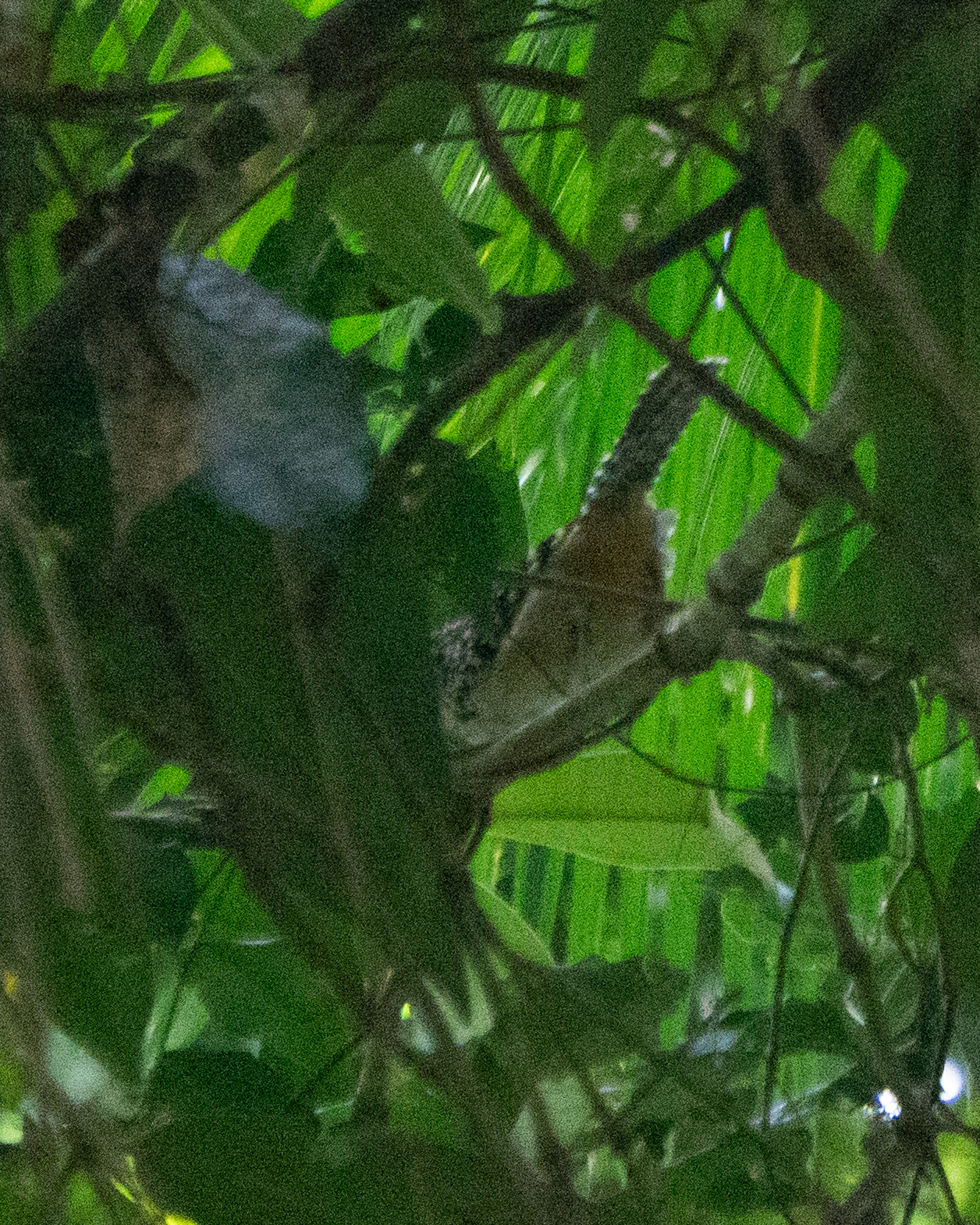 Spot-backed Antshrike (Hypoedaleus guttatus), photo 6