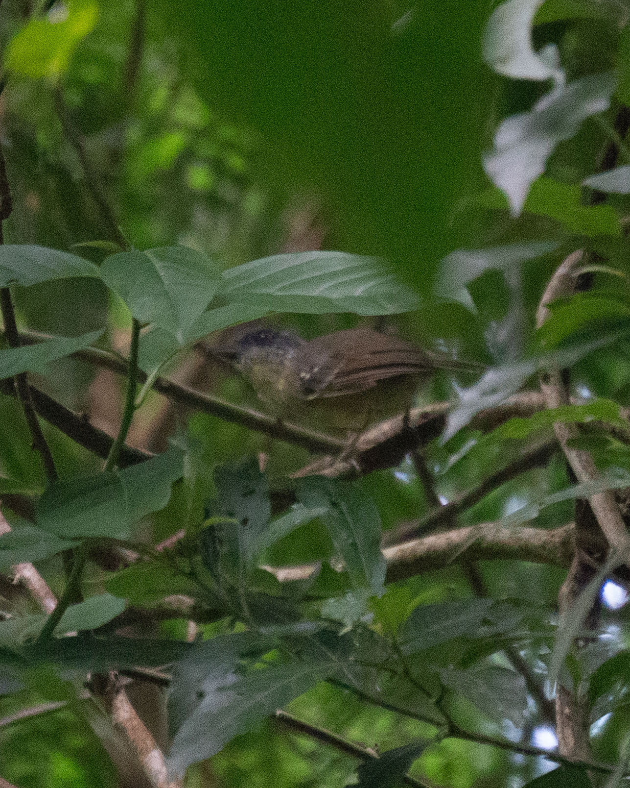 Spot-breasted Antvireo (Dysithamnus stictothorax), photo 3