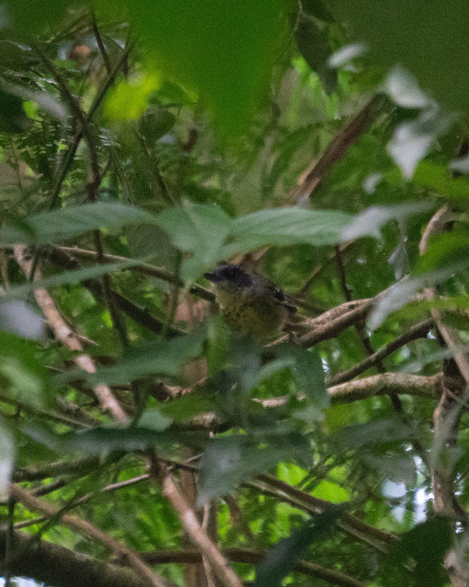 Spot-breasted Antvireo (Dysithamnus stictothorax), photo 2