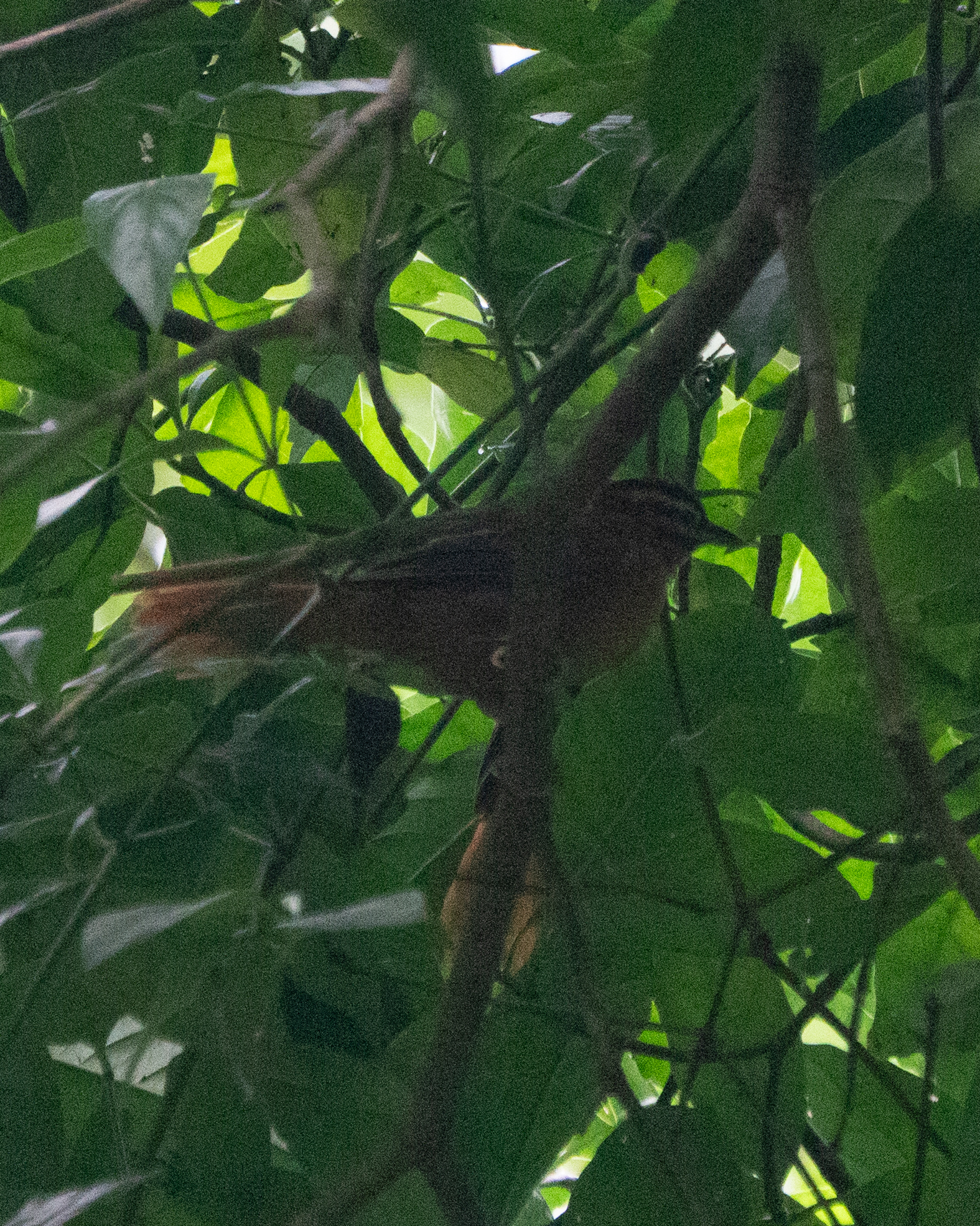 Black-capped Foliage-gleaner (Philydor atricapillus), photo 7
