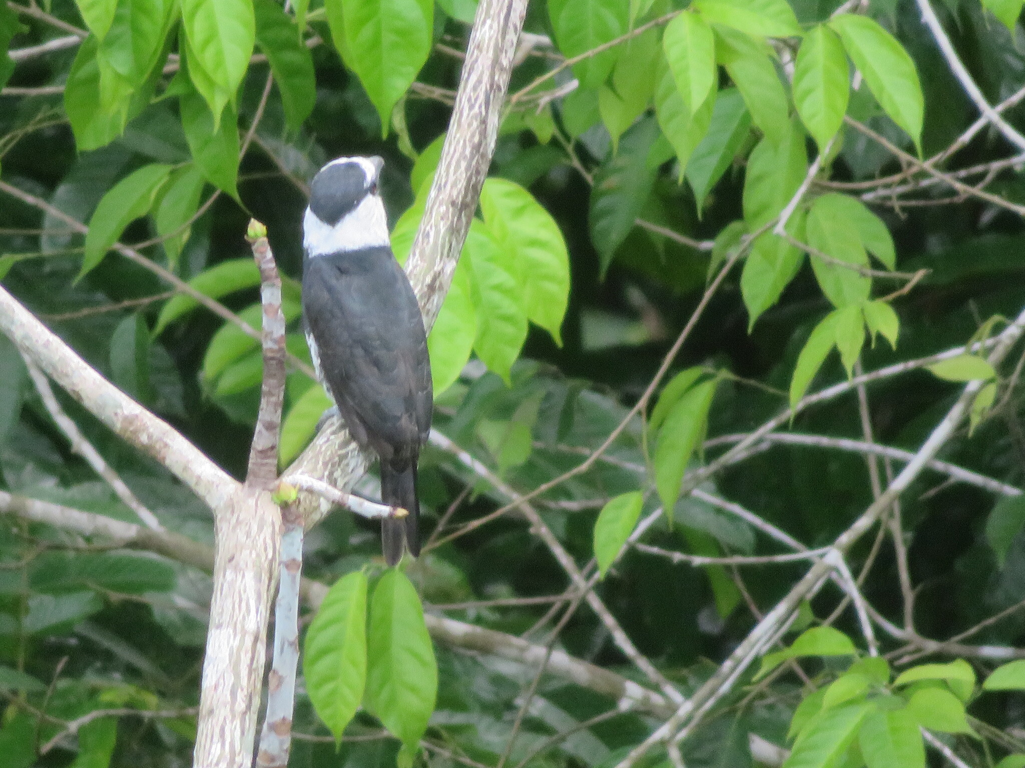 White-necked Puffbird (Notharchus hyperrhynchus), photo 7