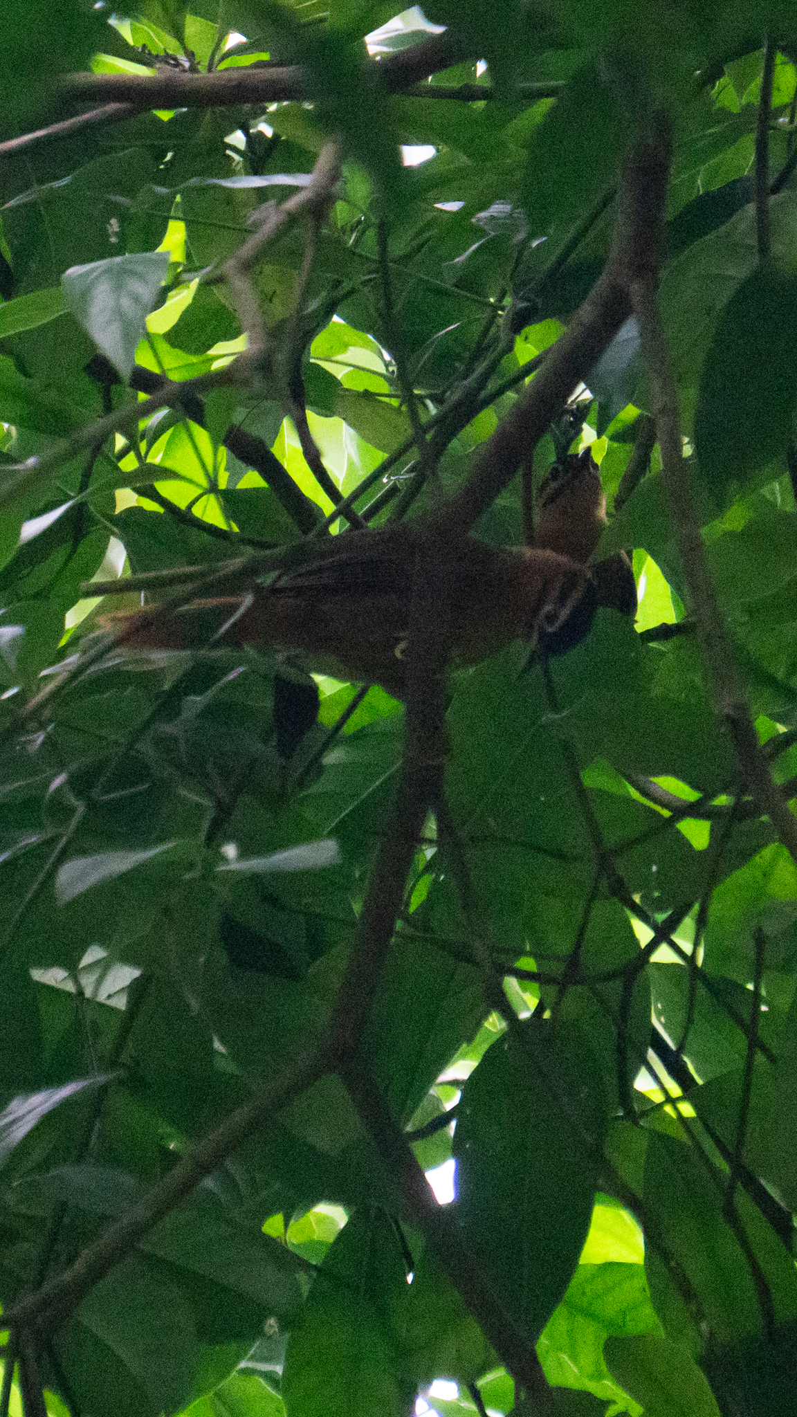 Black-capped Foliage-gleaner (Philydor atricapillus), photo 6