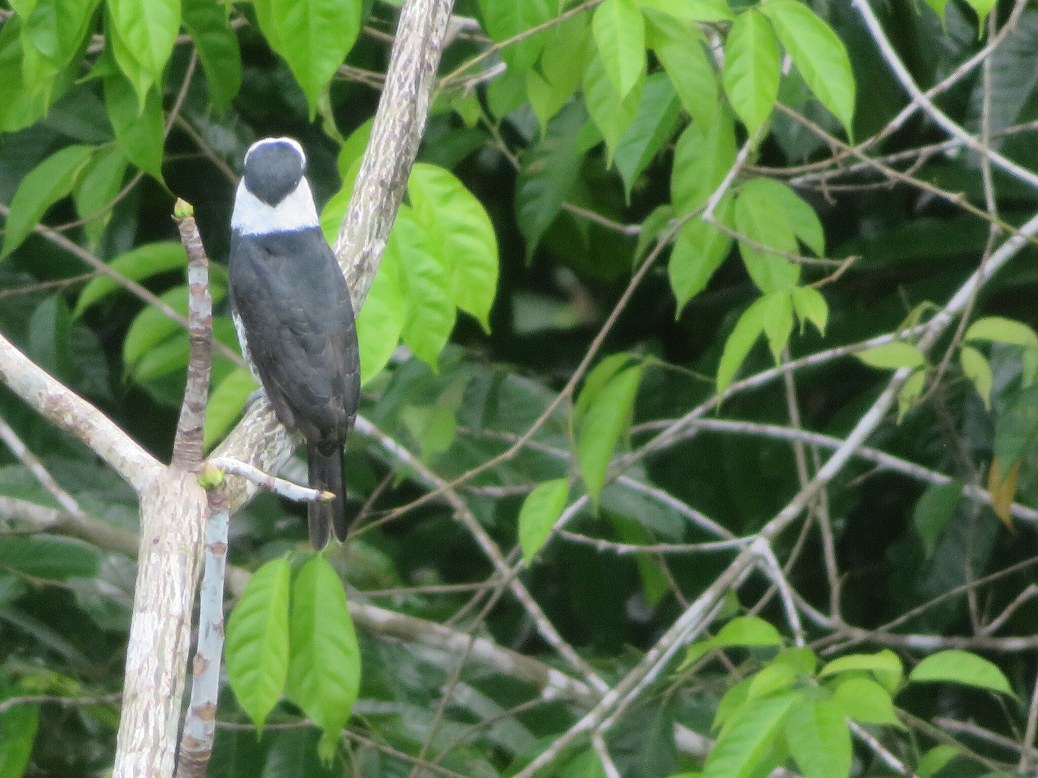 White-necked Puffbird (Notharchus hyperrhynchus), photo 8