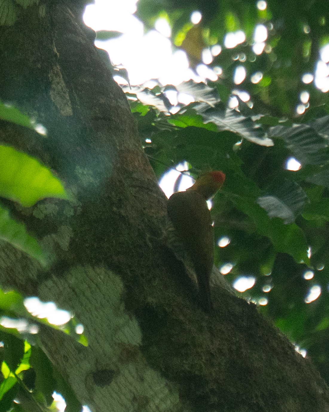 Yellow-throated Woodpecker (Piculus flavigula), photo 6