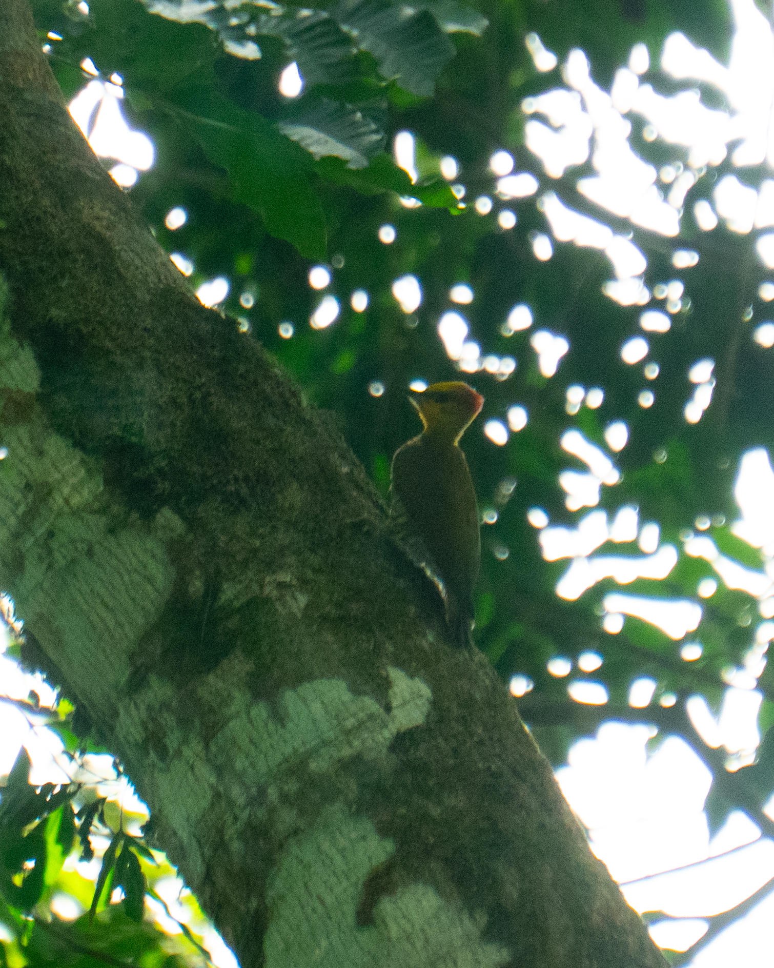 Yellow-throated Woodpecker (Piculus flavigula), photo 5
