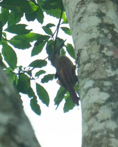 White-throated Woodcreeper (Xiphocolaptes albicollis), photo 10