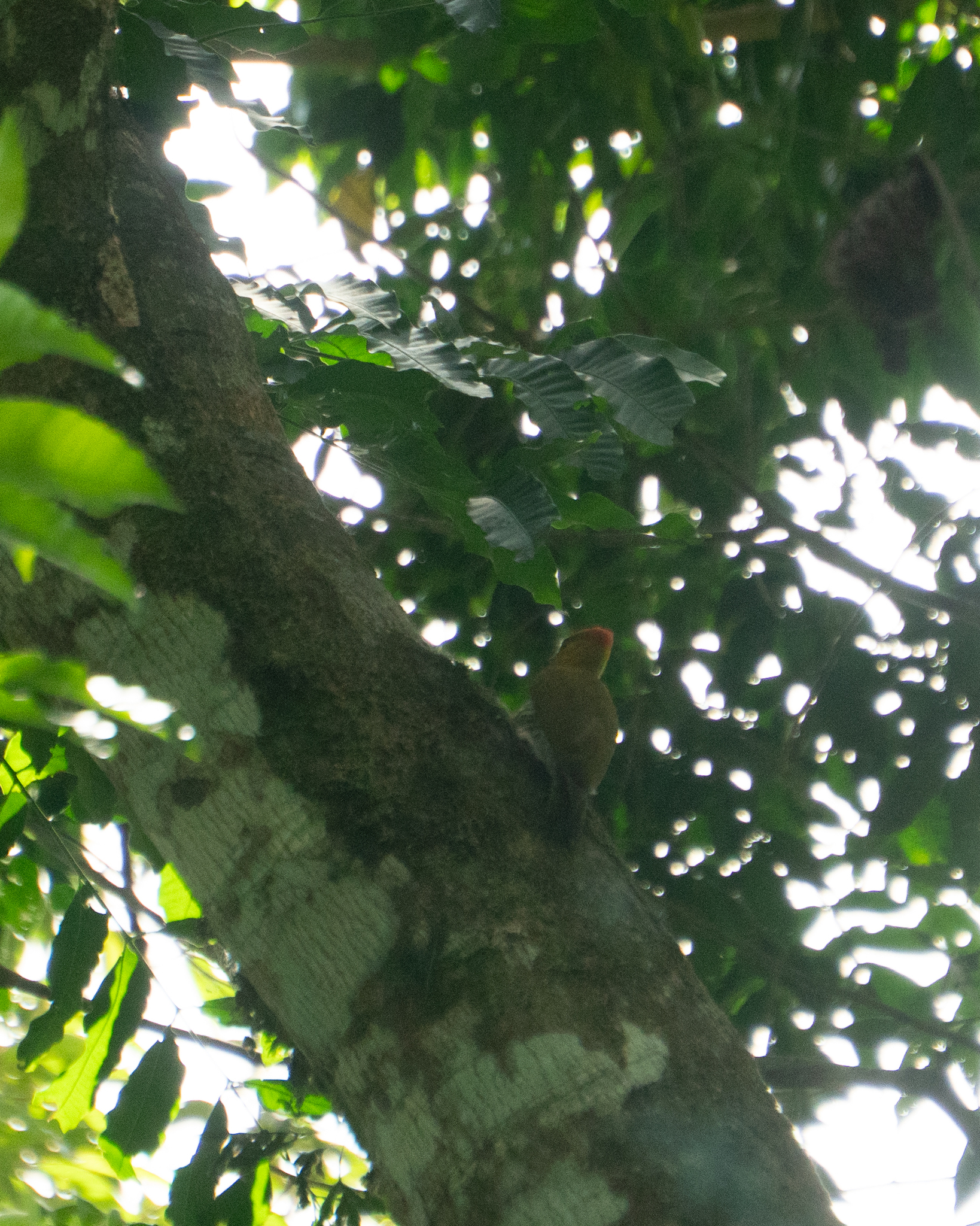 Yellow-throated Woodpecker (Piculus flavigula), photo 7