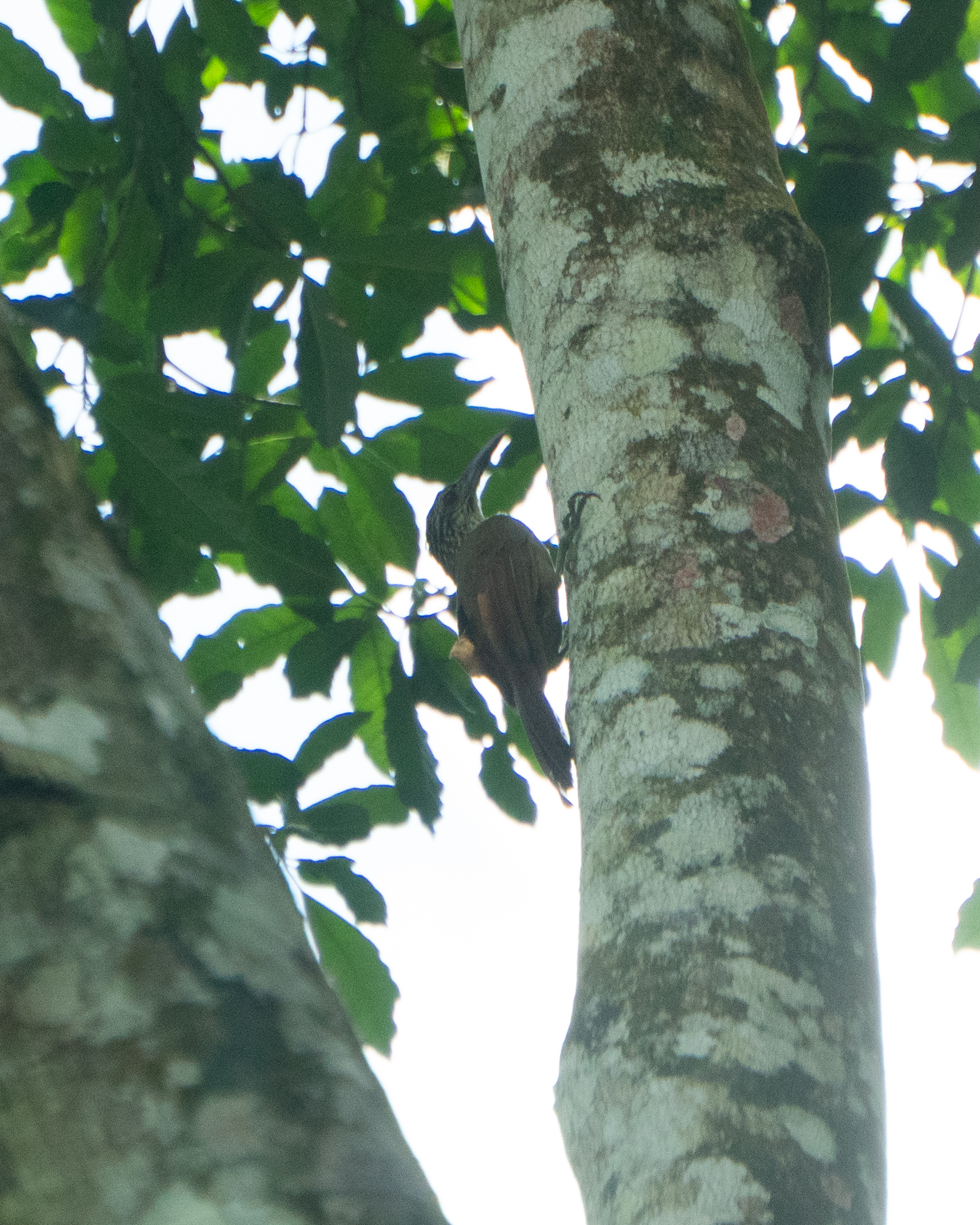 White-throated Woodcreeper (Xiphocolaptes albicollis), photo 10