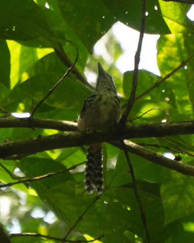 Spot-backed Antshrike (Hypoedaleus guttatus)