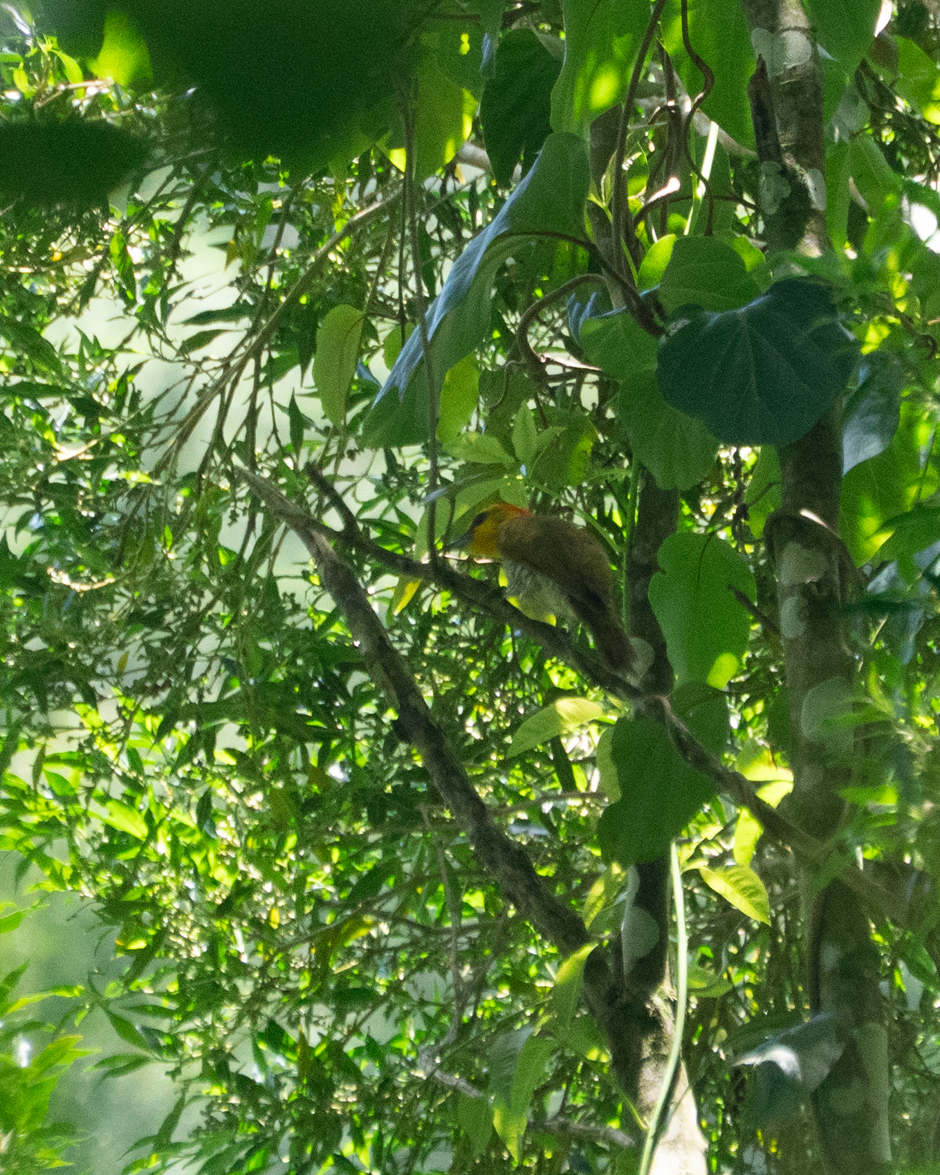 Yellow-throated Woodpecker (Piculus flavigula), photo 4