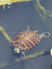 Florida Red-Bellied Cooter photo 3