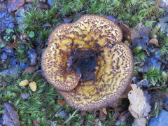 Austropaxillus squarrosus