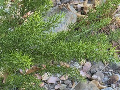 Colletia ulicina