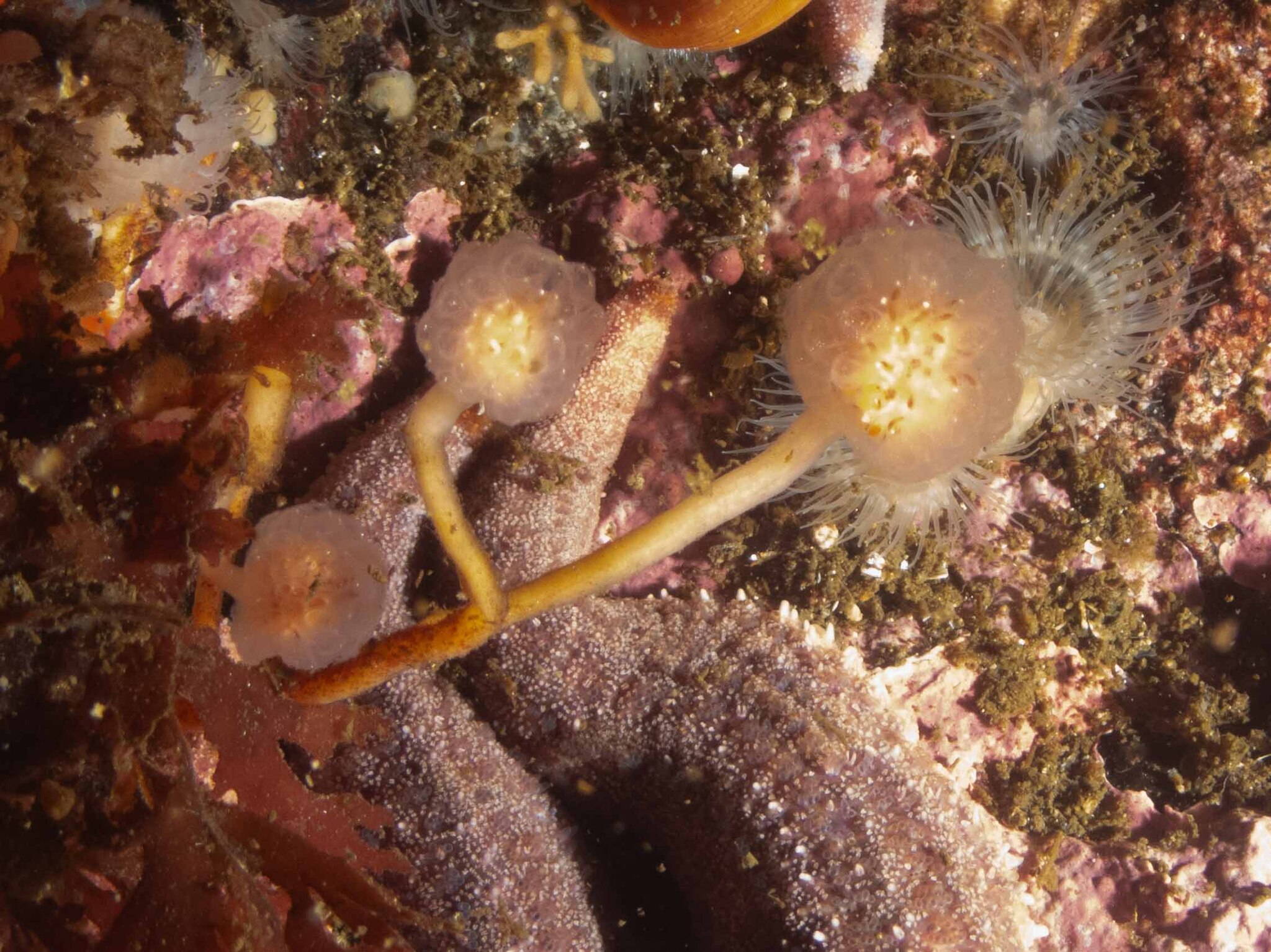 Sycozoa gaimardi (Herdman, 1886)