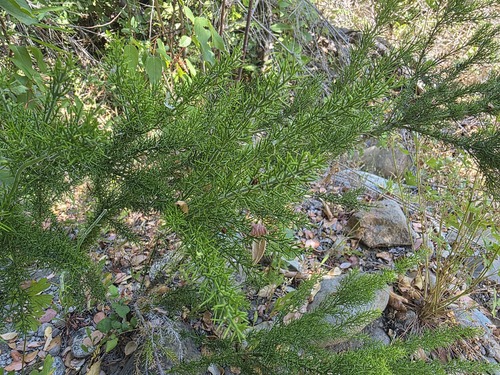 Colletia ulicina, photograph 3