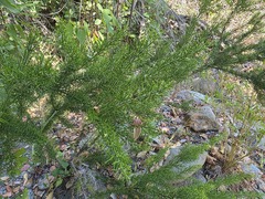 Colletia ulicina, photograph (c) Cesar Ormazabal, some rights reserved (CC BY)