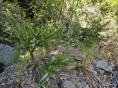 Colletia ulicina, photograph (c) Cesar Ormazabal, some rights reserved (CC BY)