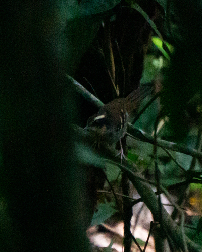 White-bibbed Antbird (Myrmoderus loricatus), photo 8