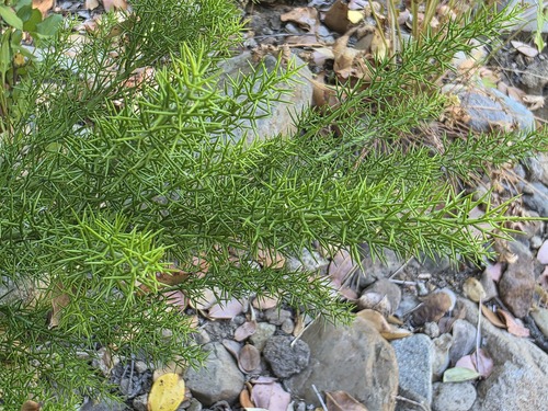 Colletia ulicina, photograph 1