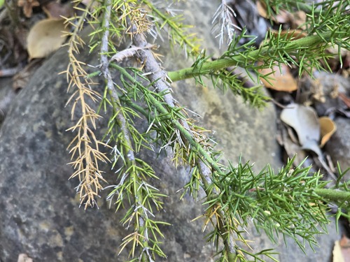 Colletia ulicina, photograph 2