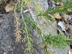 Colletia ulicina, photograph (c) Cesar Ormazabal, some rights reserved (CC BY)