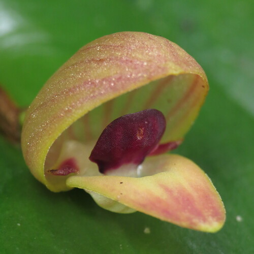 Pleurothallis palliolata