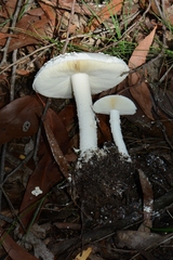 Amanita ananiceps