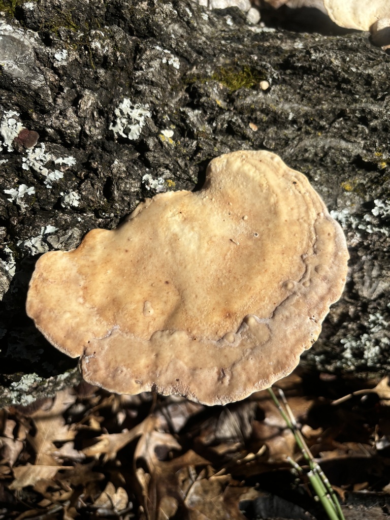 Trametes aesculi · February 2026 · photo: © g_the_amab (iNaturalist, cc-by)