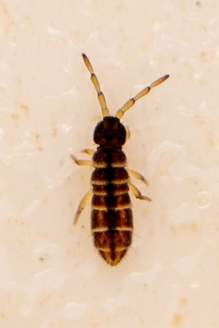 Isotomurus bimus