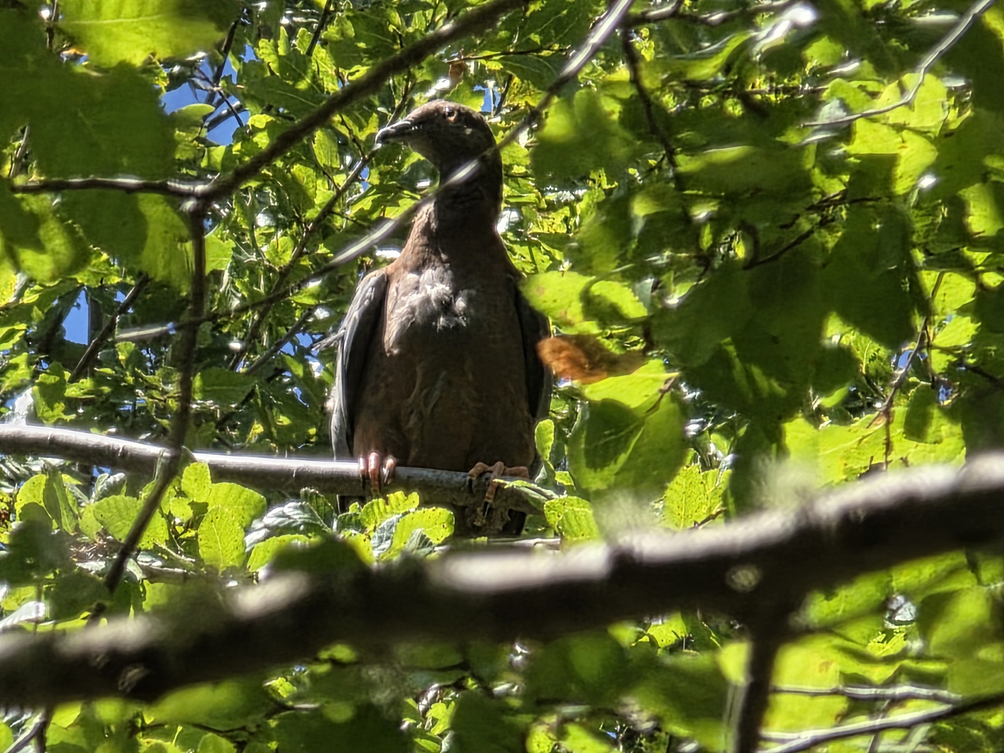 Chilean Pigeon (Patagioenas araucana), photo 2