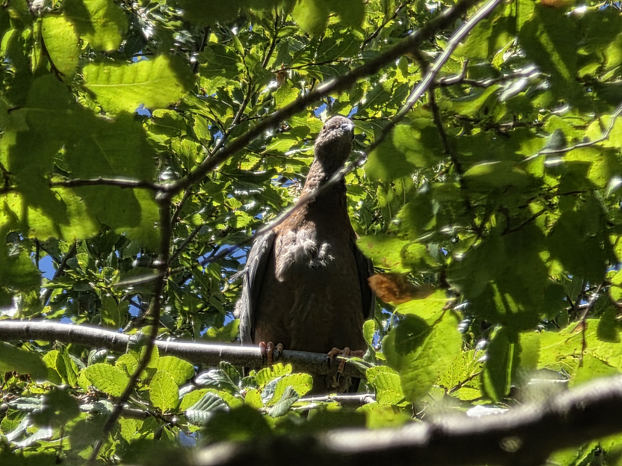 Chilean Pigeon (Patagioenas araucana), photo 3