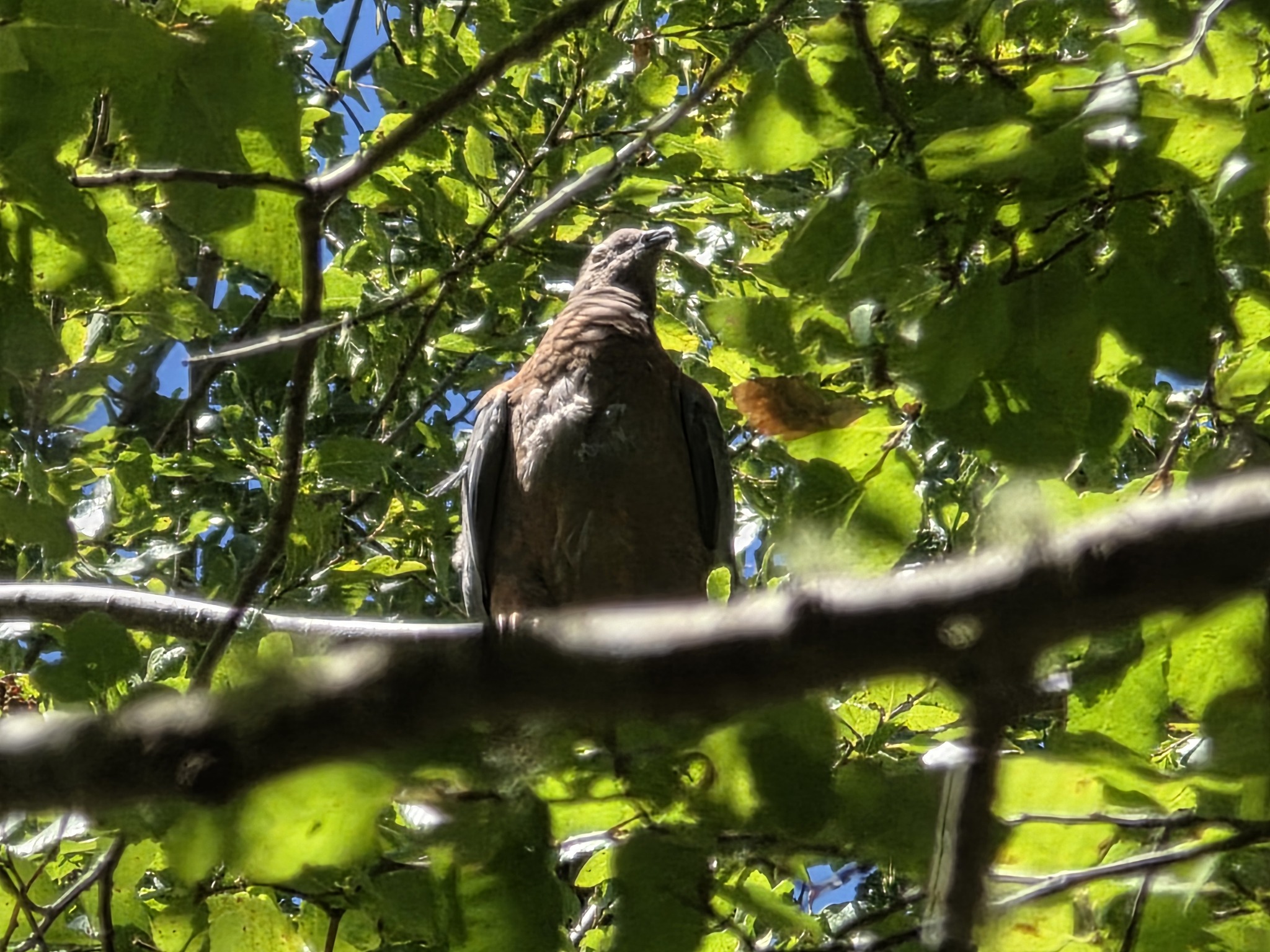 Chilean Pigeon (Patagioenas araucana), photo 4