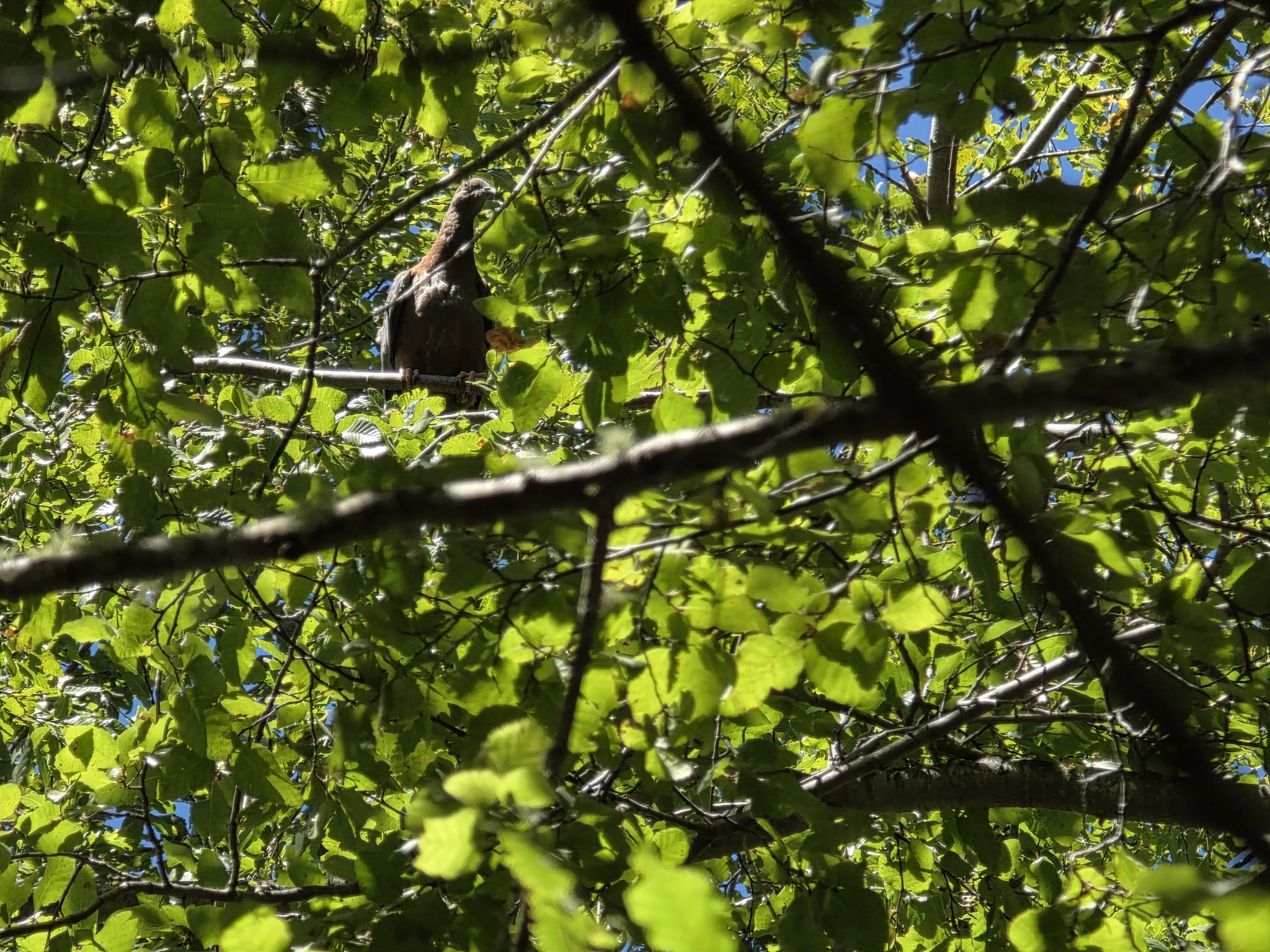 Chilean Pigeon (Patagioenas araucana), photo 6