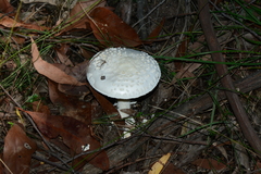 Amanita ananiceps