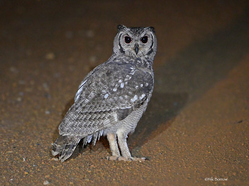 Grayish Eagle-Owl photo