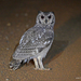 Grayish Eagle-Owl - Photo (c) Nik Borrow, some rights reserved (CC BY-NC)
