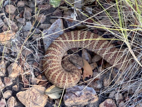 Kimberley Death Adder